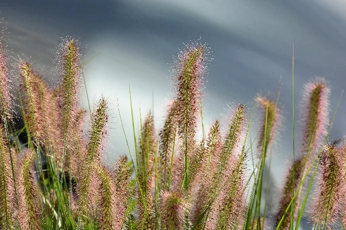 Rotes Ziergras vor verschwommenem Hintergrund