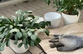 syngonium düngen Syngonium Mottled – Berlinplant