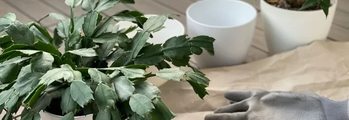 Umtopfen eines Weihnachtskaktus