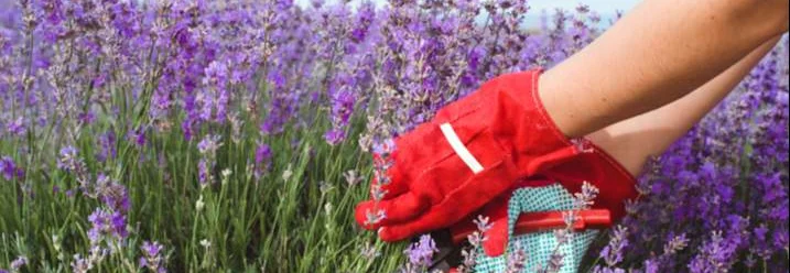 Person schneidet Lavendel mit Gartenschere