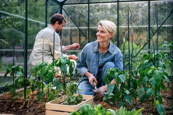 Zwei Personen pflanzen mit einer kleinen Schaufel Setzlinge im Gewächshaus.