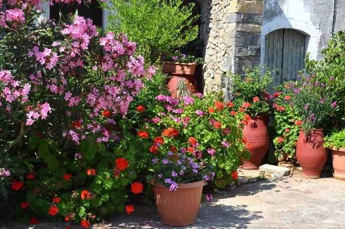 Blühende Pflanzen vor einem Haus.