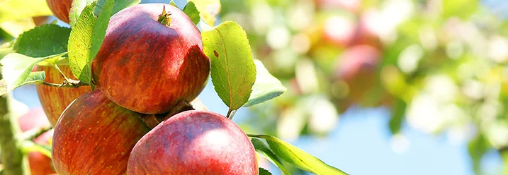 Reife Äpfel an einem Baum