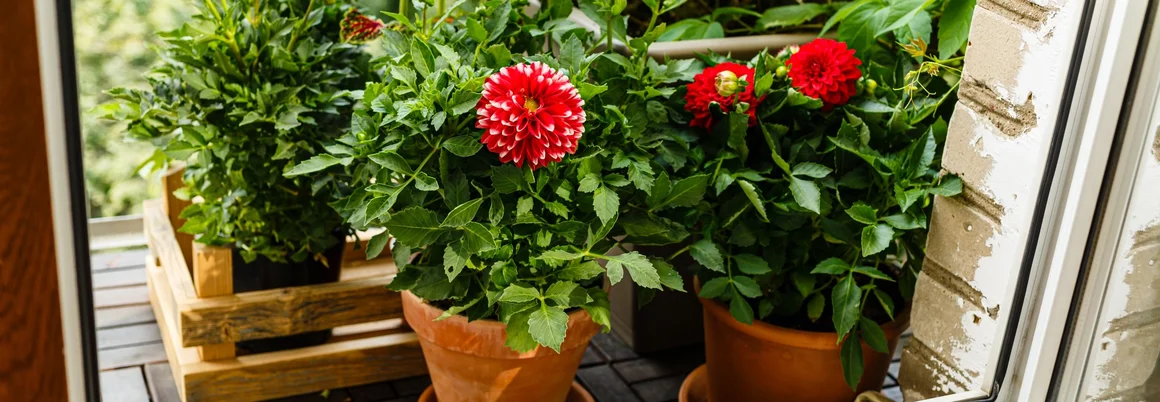 Blühende Dahlien in Töpfen auf einem Balkon.