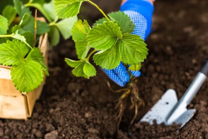 Erdbeerpflanze wird eingepflanzt