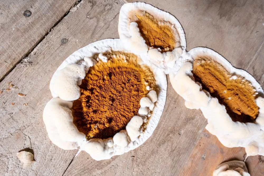 Nahaufnahme von Hausschwamm auf einem Holzboden.