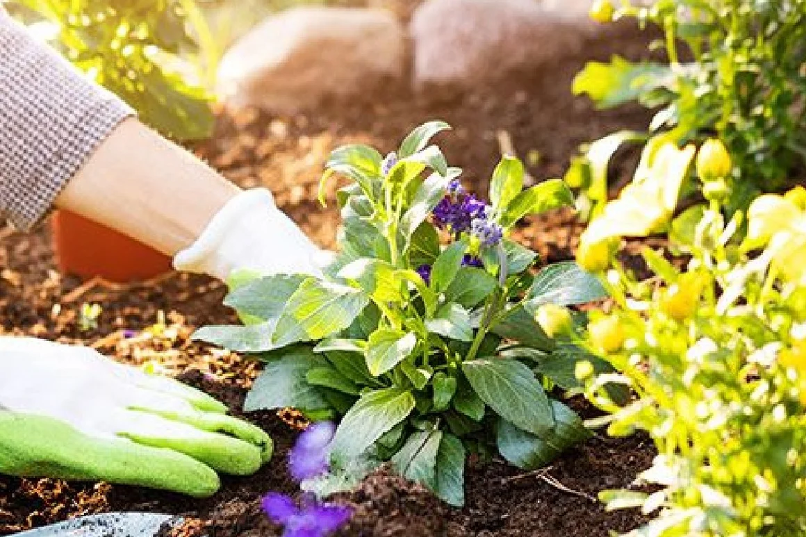 Person pflanzt Blume ein