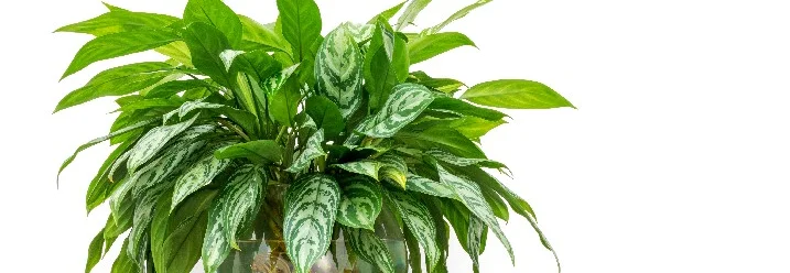 Grüne Zimmerpflanze in Glasvase