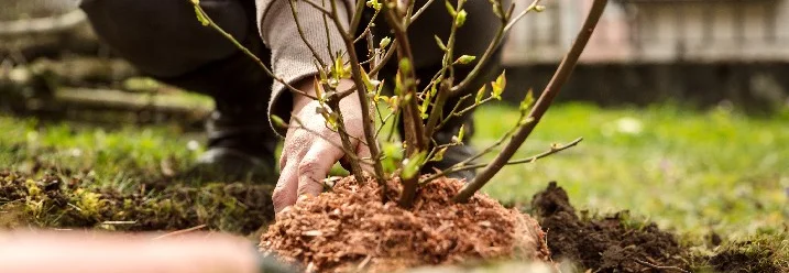 Person pflanzt Heidelbeerstrauch