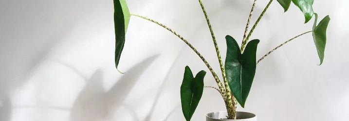 Eine Pflanze in einem Topf auf einem Tisch.