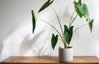 Alocasia zebrina pflegen: So wchst die Zebrapflanze gut