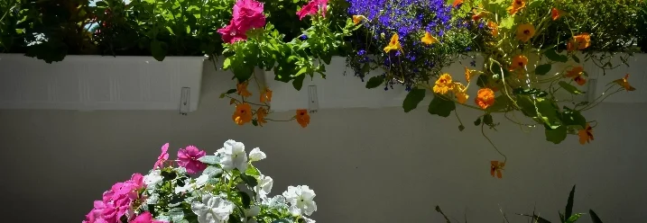 Blumenkästen an einem sonnigen Tag