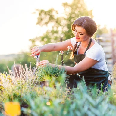 Person schneidet mit Gartenschere Pflanzen