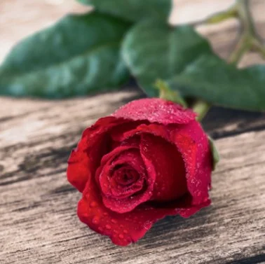 Rote Rose mit Wassertropfen auf Holz