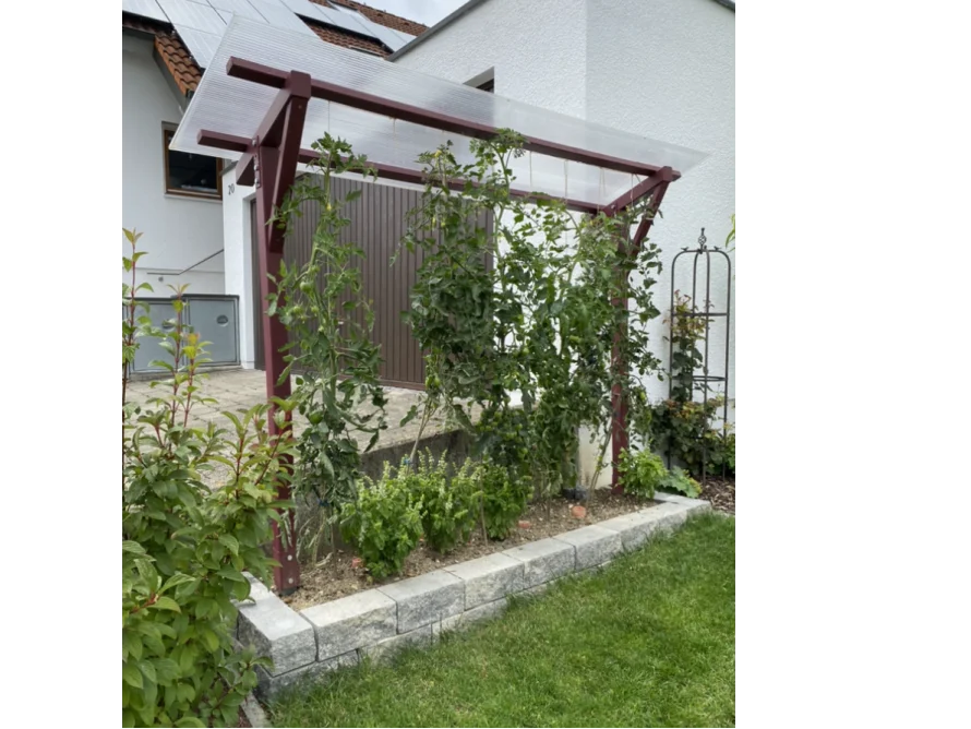 Tomatenpflanzen Rankgerüst