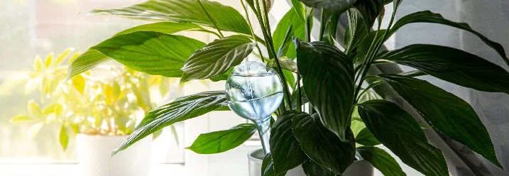 Einblatt mit Gießhilfe