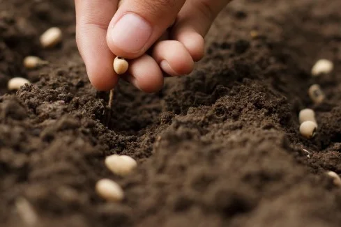 Hand legt Samen in die Erde