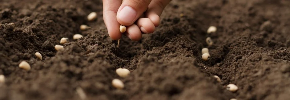 Hand legt Samen in die Erde