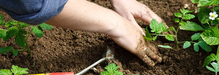 Person pflanzt Tomatensetzlinge ein