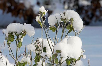Pflanzen im Winter