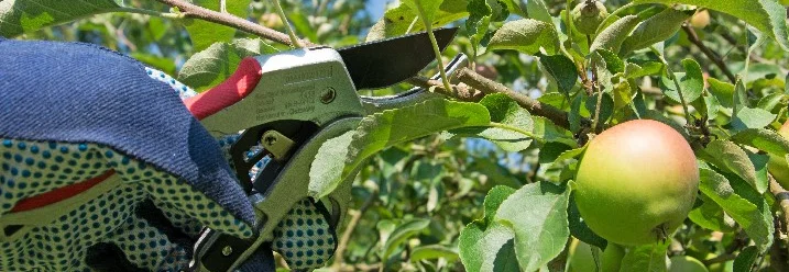 Handschuh schneidet Apfelbaum mit Gartenschere