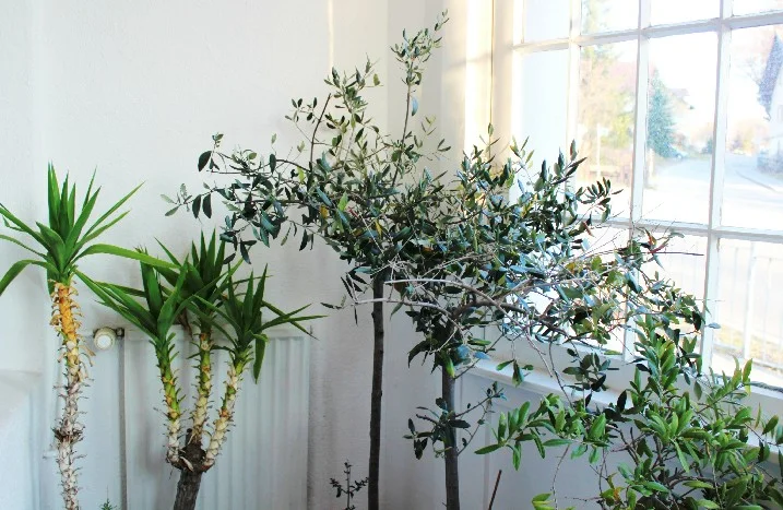 Olivenbaum berwintern: im Garten oder drinnen?