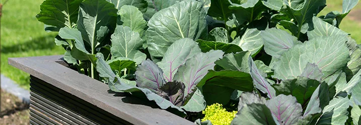 Hochbeet mit verschiedenen Kohlsorten
