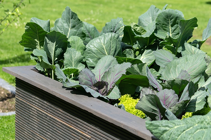 Hochbeet mit verschiedenen Kohlsorten