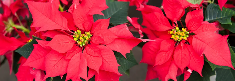 Rote Weihnachtssterne