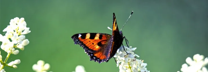 Schmetterling auf weißen Blüten