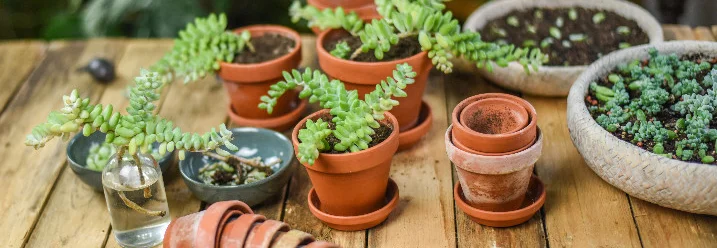 Sukkulenten in Töpfen auf Holztisch
