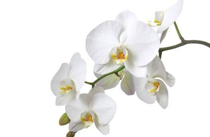 RT Orchidee Exotin 20 20 717x467 Weiße Orchidee