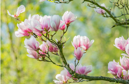 RT Ziergehoelze richtig schneiden Magnolie 20 29 717x467 Magnolie