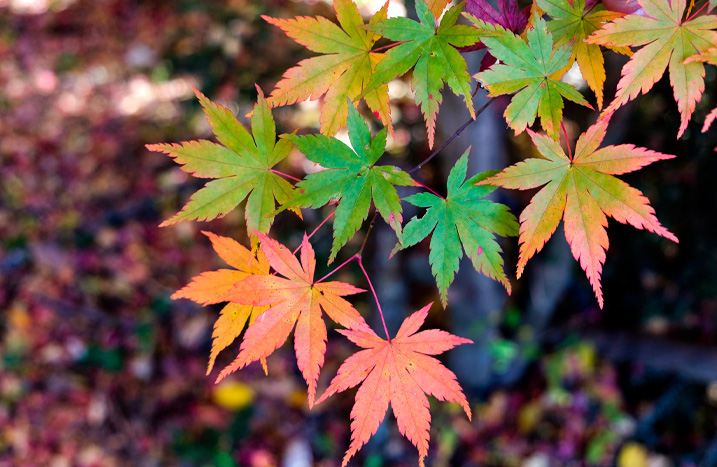 Herbstblätter