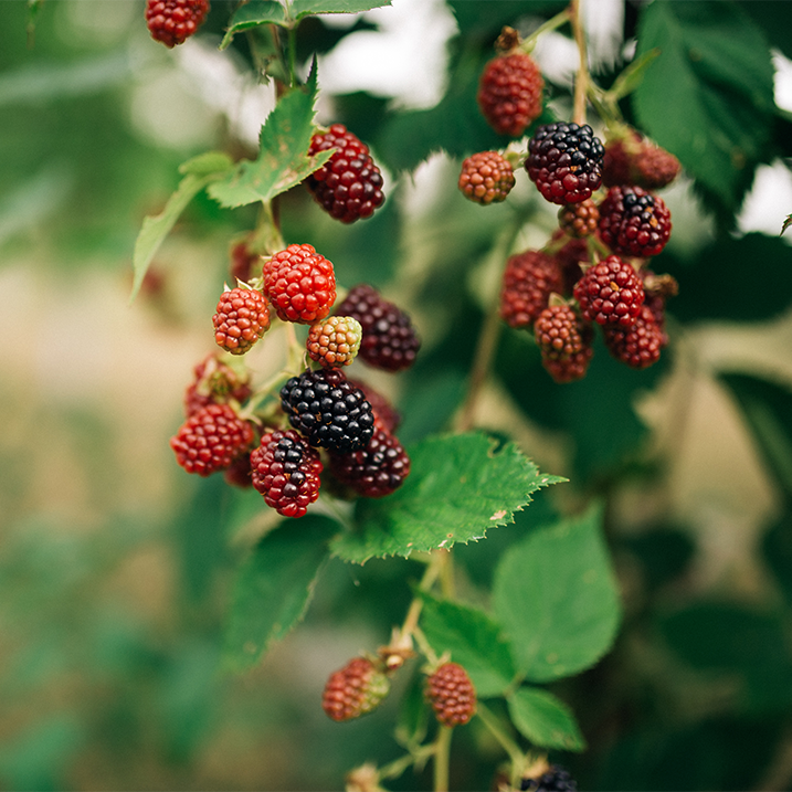 Rote Beeren