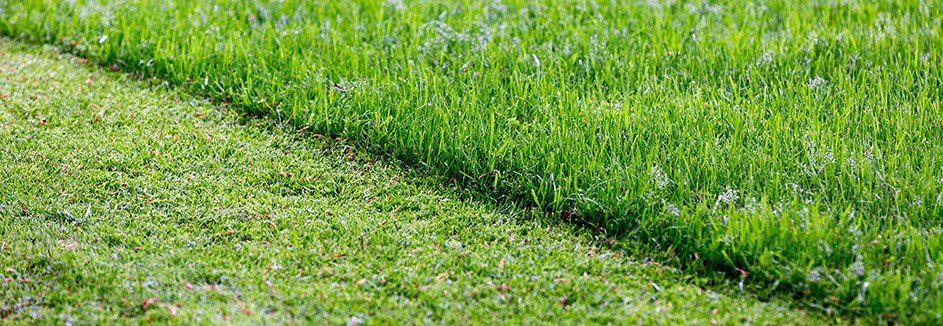 HD Rasenprojekte 20 24 943x326 Rasenprojekte