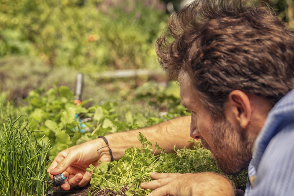 Eine Person installiert ein Bewässerungssystem im Kräuterbeet.