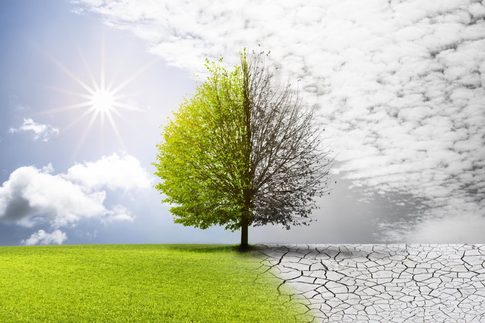 Baum halb grün halb kahl