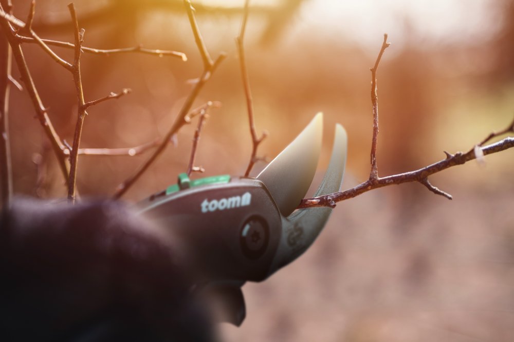 Gartenschere schneidet Ast