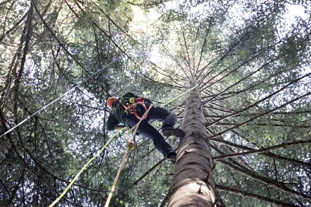 Mann im Wald am klettern