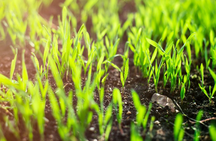 frisch gesätes Gras