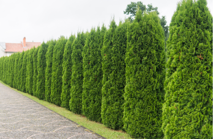 Grüne Hecke als Begrenzung