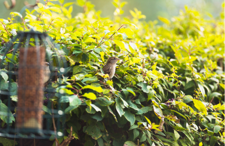 Hecke mit Vogel