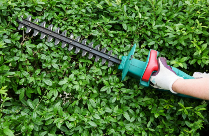 Hecke schneiden