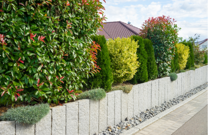 Hecke aus Sträuchen