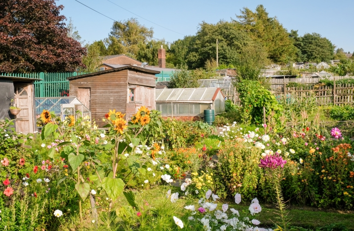 Kleingarten-Anlage mit Blumen im Vordergrund