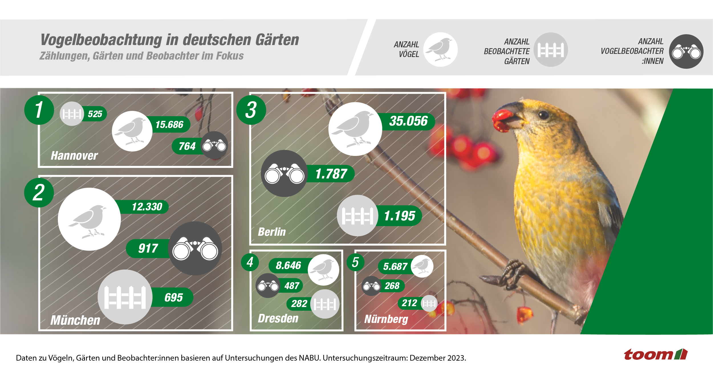 Ein Vogel sitzt auf einem Ast mit roten Beeren