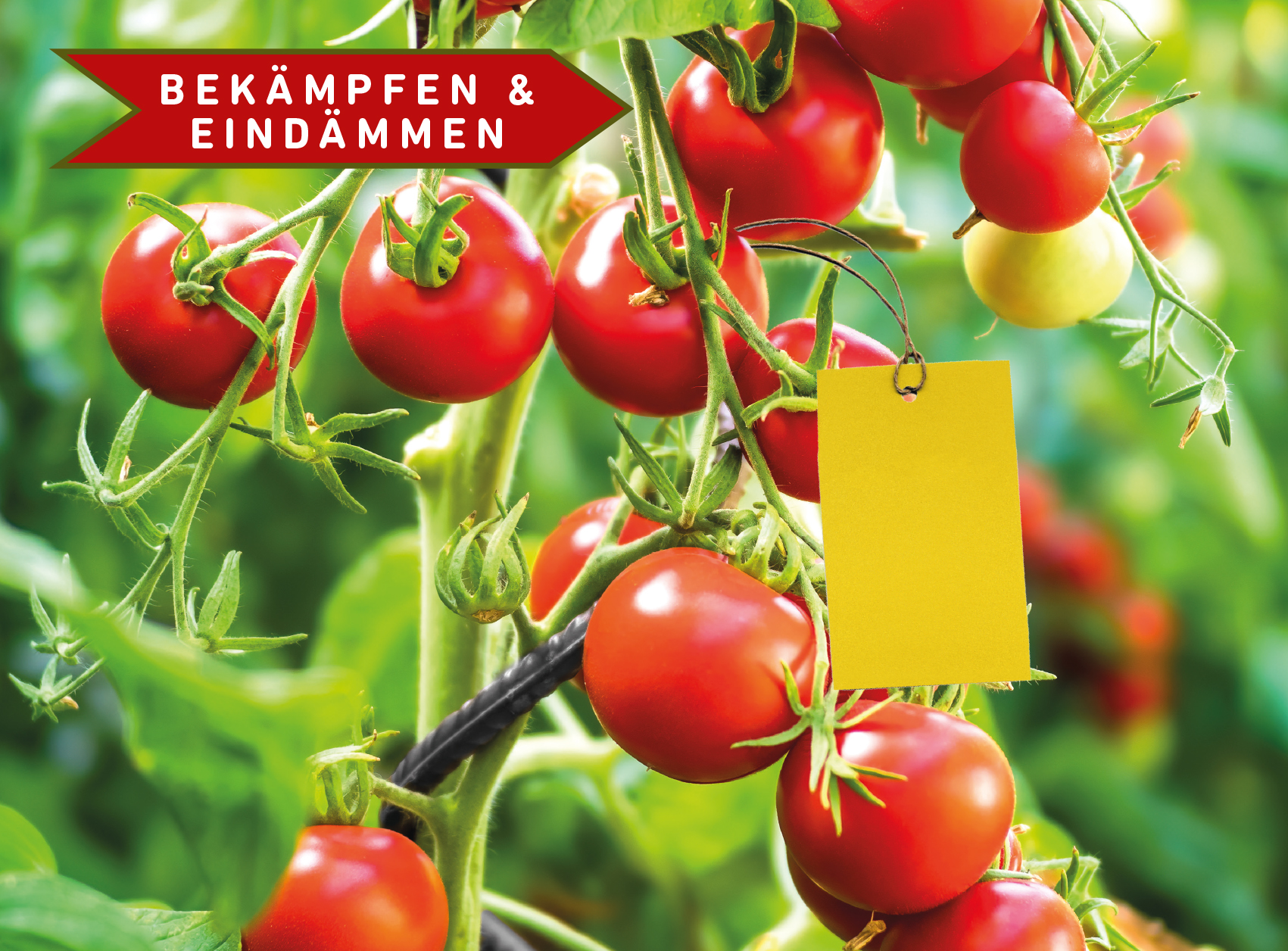 Tomatenpflanze mit gelber Klebefalle. Text: Bekämpfen und Eindämmen