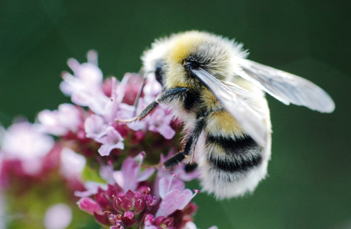 Hummel