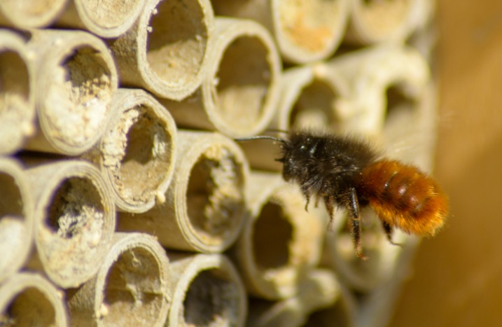Wildbiene an Insektenhotel